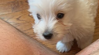 Westie Pup Cam 2 #puppy #cute #westies #westhighlandwhiteterrier