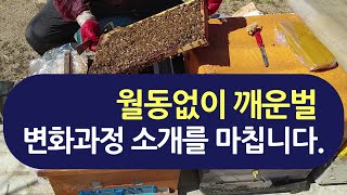 월동없이 깨운벌의 변화과정 소개를 마칩니다.