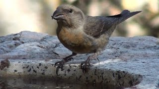 Piquituerto común (Loxia curvirostra) Red Crossbill