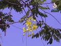 കണിക്കൊന്ന golden shower tree കർണ്ണികാരം കടക്കൊന്ന cassia fistula kanikkonna വിഷു