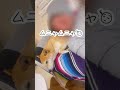 【柴犬 もみさん】唸り犬の枕　 shorts　 shiba inu momisan