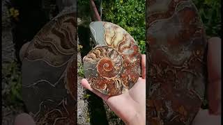 A Is For Ammonite! Fossils Are Fun! #fossil #ancient #nature #gems #crystals