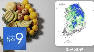 익산 감귤, 대관령 사과…기후변화가 바꾼 '과일지도'