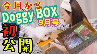 初公開!!洒落みが強い!!Doggy Box 9月号!!