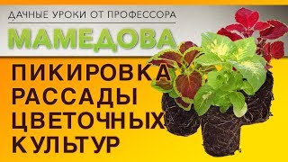 Пикировка рассады цветочных культур.