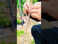 grow fruit trees from cuttings shots shortsvideo short