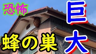 恐怖❕巨大なスズメバチの巣を駆除🍯Terrifying　giant　beehive🐝Hachimaru🐝TV