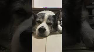 眠気に耐えられなかった犬