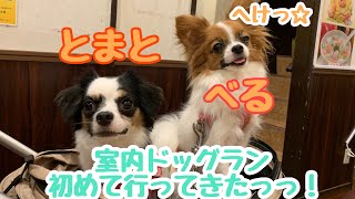 【パピヨン🐶ベルトマトちゃん】愛犬2匹の初めての室内ドッグラン