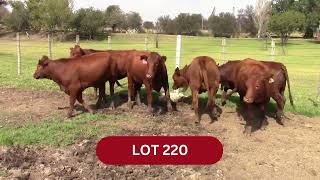 Lot 220