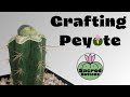 Grafting Peyote Cactus