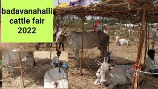 @ agrianimals hallikaar breed cows selling at the cost of rs,72000