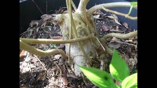 Some Examples of Premna in the Ground that Survived a Freeze and One That Did Not