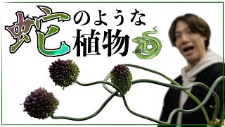 【生け花】蛇のような植物「丹頂アリウム」で３作品！現代華のテクニックも大公開！！