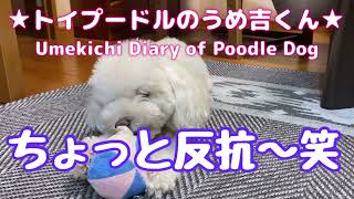 ちょっと反抗〜笑 ★トイプードルのうめ吉くん(1046日目)★Umekichi Diary of Poodle Dog