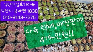 (익산신일토기다육)#다육판매#다육4개-만원♡다육택배,매장판매#010-8148-7275