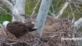 Eaglets at 45 days!