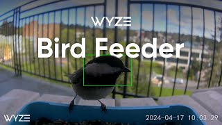 Introducing Wyze Bird Feeder