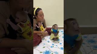 adorable monkey jenny kissing baby chichi