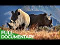 Saving the Wild | Part 2: Rhinos | Free Documentary Nature