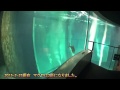 マグロ大量死　葛西臨海水族園