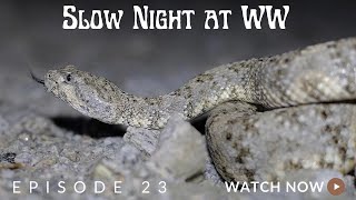 Penny's Reptile Roundup - Episode 23 - Speckled Rattlesnake and a Kingsnake