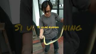 Penangkpan Ular koneng#Pawang ular Hebat#video shorts#Gun's creatif chanell