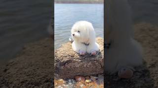 Beautiful Cute Dogs Part 4 #shorts #cuteanimals #animalshorts #animallover #cutedog