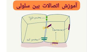 آموزش اتصالات بین سلولی: ساده ترین و خلاصه ترین دسته بندی کانکشن های بین سلولی