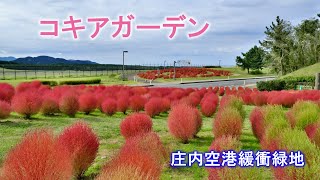 コキア 002　「 庄内空港緩衝緑地　紅葉のコキアガーデン 」　酒田市　山形県