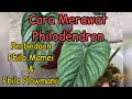 Cara Merawat Tanaman Jenis Philodendron Dan Perbedaan Philo Plowmanii Dengan Mamei