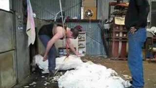 Shearing the rams