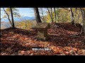 大町散策｜ 野田山城｜ 山城探索｜ 紅葉｜ 八坂【4k】2024.11.9撮影｜長野県大町市【今日のねー散歩】