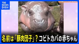 名前は「豚肉団子」？ 世界三大珍獣「コビトカバ」の赤ちゃんが人気！｜TBS NEWS DIG