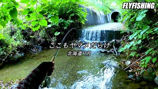 ヤマメだらけ!!　フライフィッシング　北海道渓流釣り　7月 今日は2番ロッド