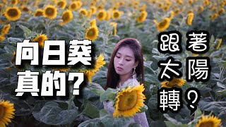 【阿乖Vlog】向日葵為什麼跟著太陽轉？晚上又怎麼轉回來？輕知識科普