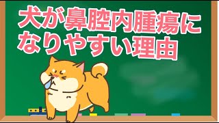 犬が鼻腔内腫瘍になりやすい意外な理由とは？【獣医師解説】