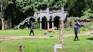 Bali Safari Park | Harimau Presentation | Tiger Education Video | 4K Full Video