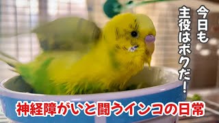 【今週のりっくん】Vol.32 神経障がいと闘うインコ『今日も主役はボクだ！でも、みんなのこと、大好きだよ』