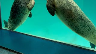 水中ショーLOVE❎2💓（下田海中水族館）