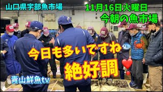 【今日も大漁】【ワタリガニ🦀】今朝の魚市場11月16日火曜日の水揚げ状況