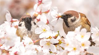 Sparrows Are Also Happy When Cherry Blossoms Bloom