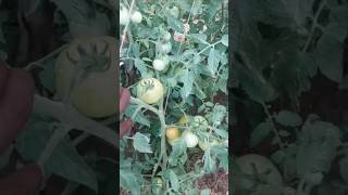 🍅🍅tomato 🍅 gardening... தக்காளி 🍅 விவசாயம்... #tomato #thakali #vegetables #shortsvideo #penvivasayi