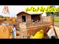 Started plastering the mud house //مڈ ہاؤس کی لپائی شروع کردی // Safdar family vlogs // village life