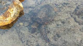 Wile Green Turtle Having Dinner 野生夏威夷绿海龟觅食