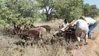 Donkie kar gaan oor man in Suid-Afrika