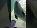 手乗りもちもちとワモンアザラシのミゾレちゃん 海遊館 kaiyukan mizore yuki ringedseal shorts もちもちのいる暮らし seal