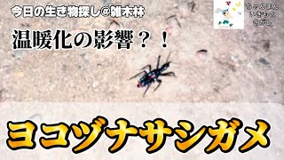 【温暖化の影響⁈】ヨコヅナサシガメを見つけて複雑な気持ちに…#昆虫