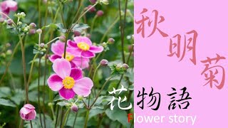 秋明菊　花物語　秋明菊の育て方　貴船菊