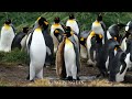 animals and birds natural viral video 123 million views 😍🥰